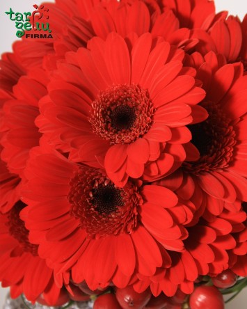 Vestuvinė puokštė su gerberomis