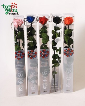 Ilgai žydinti (stabilizuota) rožė