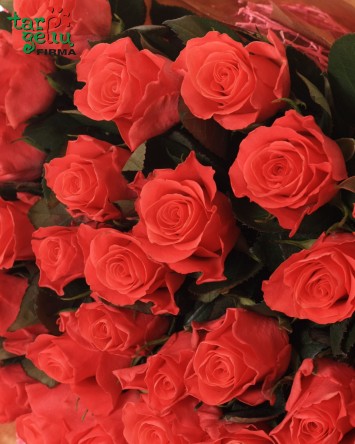 Rožių puokštė "Susižavėjimas"