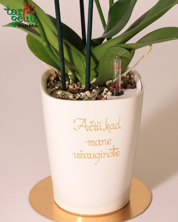 Stilizuota orchidėja - padėka tėvams