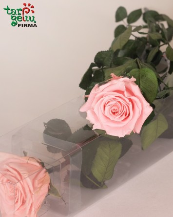 Ilgai žydinti (stabilizuota) rožė