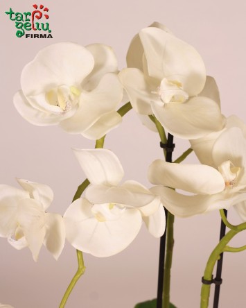Dirbtinių baltų orchidėjų kompozicija