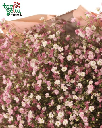 Puokštė su gubojomis