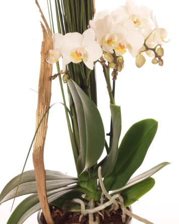 Žavi orchidėja + vazonas