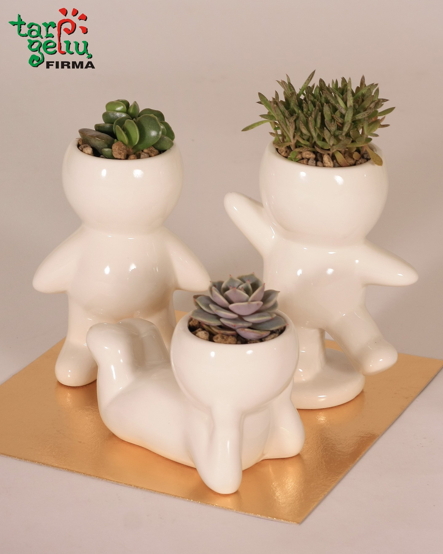 Augalas vazonėlyje "Šypsokis"