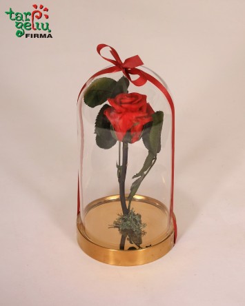 "Mieganti" rožė po stiklu