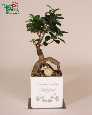 Bonsai "Mylimai mokytojai"