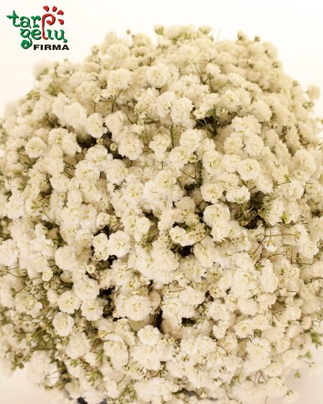 Nuotakos puokštė su guboja