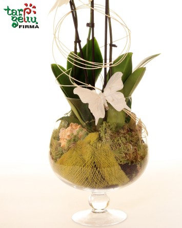 Orchidėjų kompozicija "Svaja"