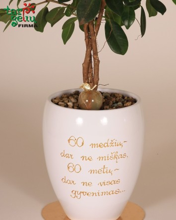 Augalas jubiliejaus proga