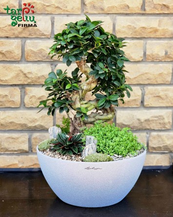 Kompozicija su bonsai