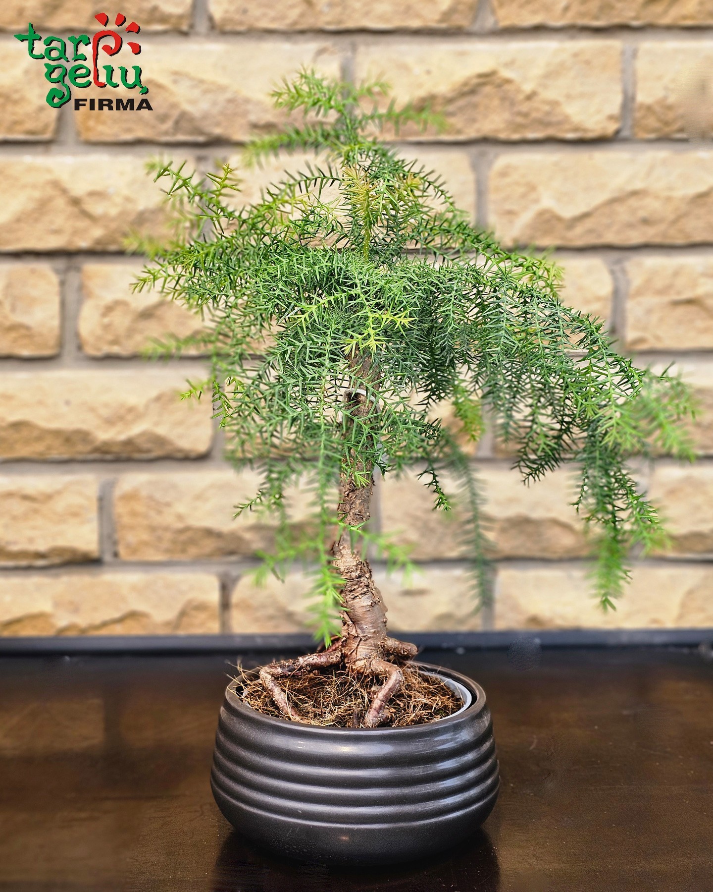 Bonsai "Araukarija" (apie 50 cm)